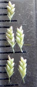   5-7-flowered spikelets